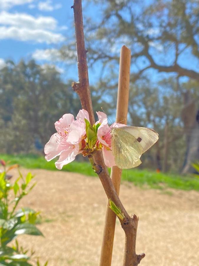 Herdade Da Maceira Villa เซาลูอิส ภายนอก รูปภาพ